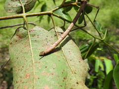 Phasmatini