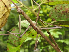 Phasmatini