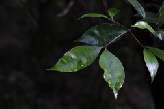 Syzygium crebrinerve