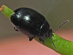 Phaedon cochleariae