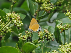 Pseudotajuria donatana