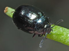 Phaedon cochleariae