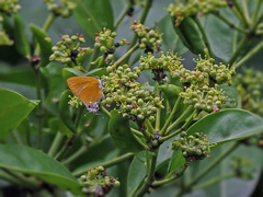 Pseudotajuria donatana