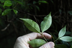 Syzygium crebrinerve