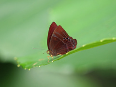 Abisara saturata