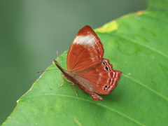 Abisara saturata