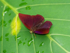 Abisara saturata