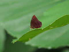 Abisara saturata