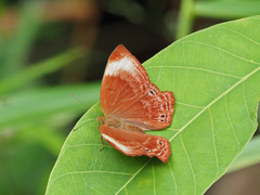 Abisara saturata