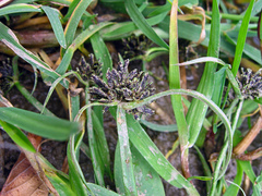 Cyperus fuscus