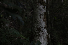 Syzygium crebrinerve