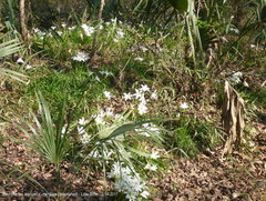 Zephyranthes atamasco