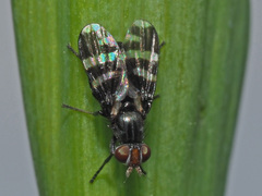 Herina frondescentiae