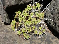 Aeonium lindleyi image