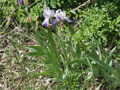 Iris pallida