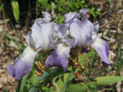 Iris pallida