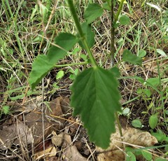 Hibiscus barbosae