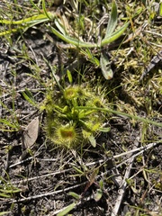 Drosera hookeri