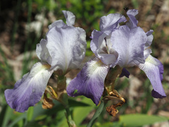 Iris pallida