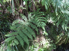 Cyathea colensoi