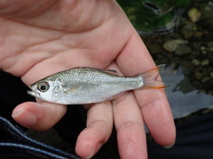 Kuhlia marginata