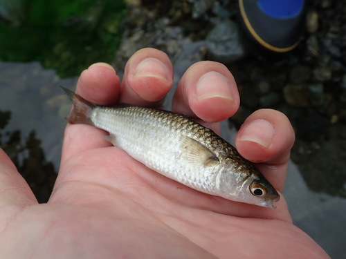 Largescale mullet (Chelon macrolepis) — Mugilidae — 3