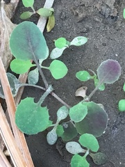 Coprosma rotundifolia