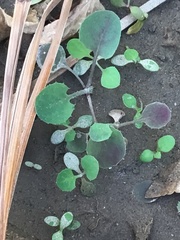 Coprosma rotundifolia