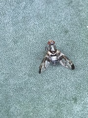 Pseudodyscrasis scutellaris