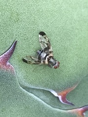 Pseudodyscrasis scutellaris