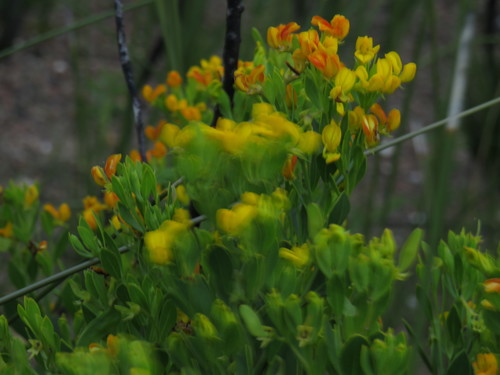 Image of Rafnia capensis by (c) Jeremy Gilmore, some rights reserved (CC BY)