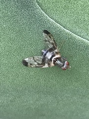 Pseudodyscrasis scutellaris