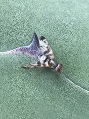 Pseudodyscrasis scutellaris