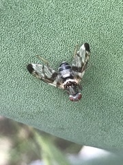 Pseudodyscrasis scutellaris