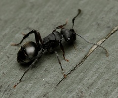 Polyrhachis phryne