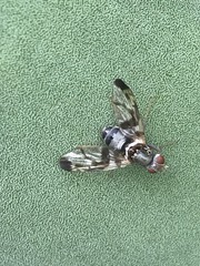 Pseudodyscrasis scutellaris