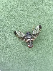 Pseudodyscrasis scutellaris