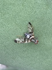 Pseudodyscrasis scutellaris