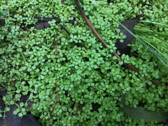 Callitriche muelleri