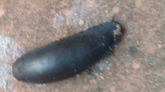 Belocaulus angustipes