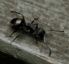 Polyrhachis phryne