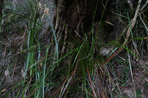 Image of Lepidosperma elatius by (c) Greg Tasney, some rights reserved (CC BY-SA)