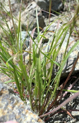 Microseris bigelovii