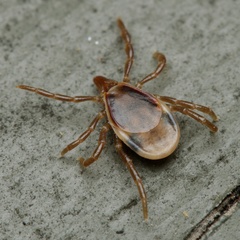 Ixodes cornuatus