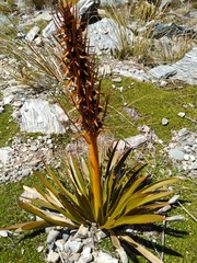 Aciphylla kirkii