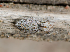 Marusyllus aralicus