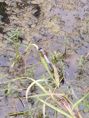 Brachydiplax chalybea