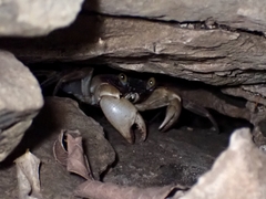 Geograpsus grayi