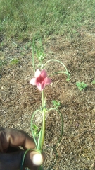 Sesamum indicum