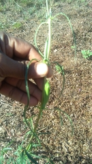 Sesamum indicum